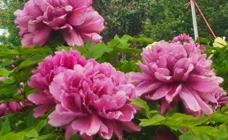 國(guó)色天香 菏澤牡丹